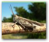 Psinidia fenestralis