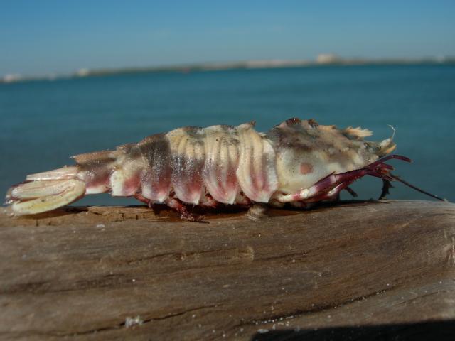 Brown+Rock+Shrimp (<I>Sicyonia brevirostris</I>), Fort Macon State Park, North Carolina, United States