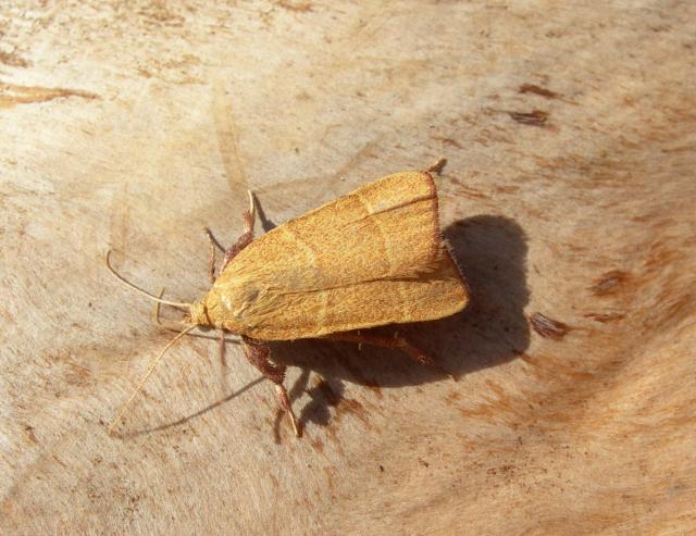 Parachma+Moth (<I>Parachma ochracealis</I>), Fort Macon State Park, North Carolina, United States