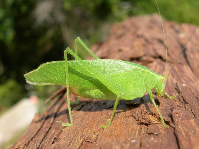 Montezuma+Katydid%2C+Modest+Katydid (<I>Montezumina modesta</I>), Fort Macon State Park, North Carolina, United States