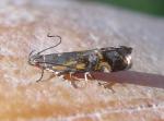 Anacampsis New Species one