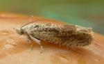 Eucosma alabamae