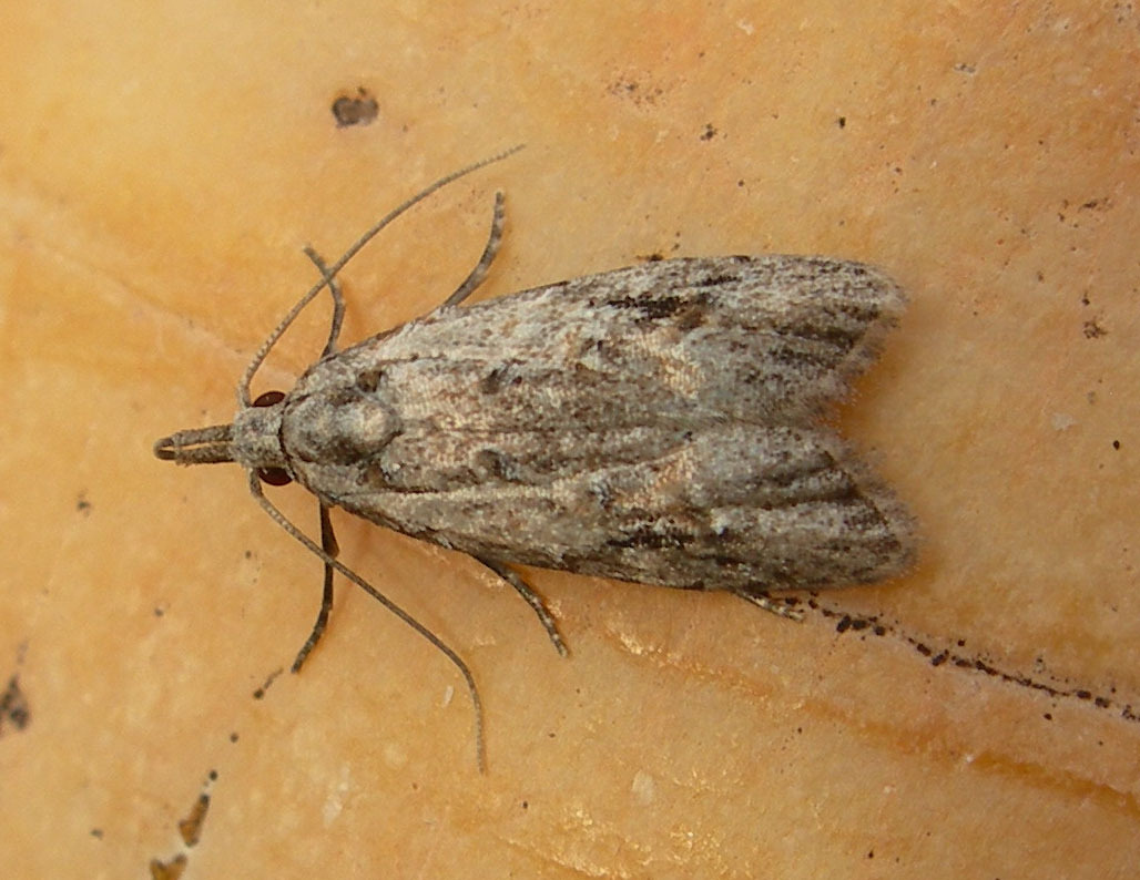 Moths of North Carolina