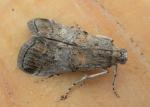 Pococera near subcanalis