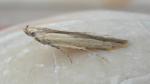 Elasmopalpus lignosella