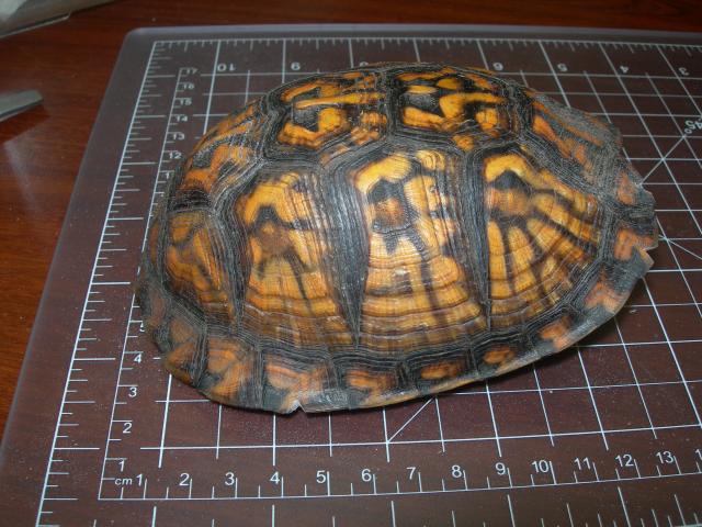 Eastern+Box+Turtle (<I>Terrapene carolina</I>), Fort Macon State Park, North Carolina, United States