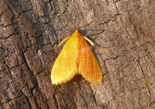  (<I>Helvibotys pucilla</I>), Fort Macon State Park, North Carolina, United States