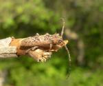 Ataxia crypta
