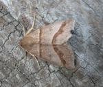 Argyrostrotis sylvarum