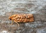 Choristoneura houstonana