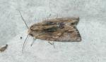 Spodoptera eridania