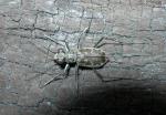 Ellipsoptera marginata