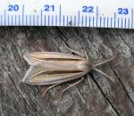 Doryodes spadaria
