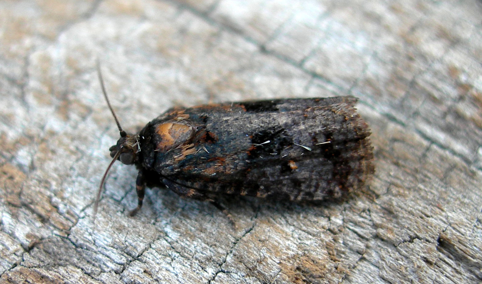 Cryptaspasma bipenicilla