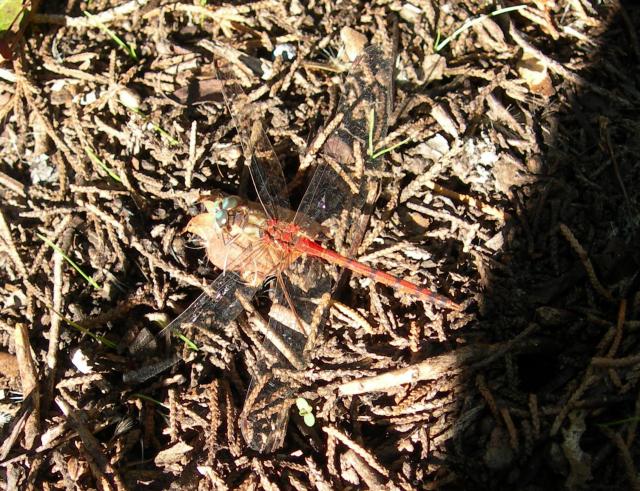 Blue-faced+Meadowhawk (<I>Sympetrum ambiguum</I>), Fort Macon State Park, North Carolina, United States