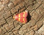 Pyrausta tyralis