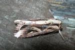 Spodoptera dolichos