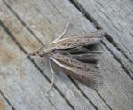Thaumatopsis solutellus