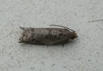 Eucosma gomonana