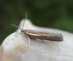 Thaumatopsis solutellus