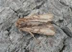 Morrisonia mucens