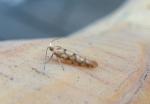 Argyresthia alternatella