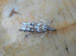 Prionapteryx serpentella