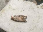 Crocidosema plebejana