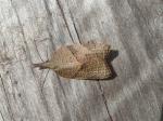 Platynota rostrana