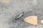 Habroscelimorpha dorsalis
