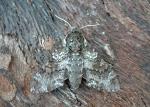 Dolba hyloeus