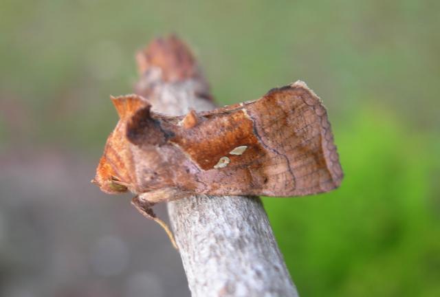 Pink-washed+Looper+Moth (<I>Enigmogramma basigera</I>), Fort Macon State Park, North Carolina, United States