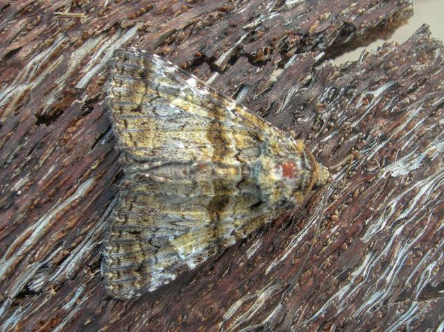 Live+Oak+Metria+Moth (<I>Metria amella</I>), Fort Macon State Park, North Carolina, United States