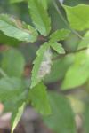 Coptotriche aenea