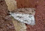 Acronicta lobeliae