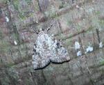 Catocala amica