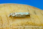 Epiblema strenuana_abruptana complex