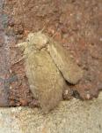 Misogada unicolor