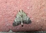 Epipaschia superatalis