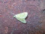 Glaphyria sesquistrialis