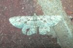 Iridopsis defectaria