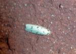 Glyphidocera lactiflosella
