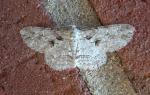 Iridopsis defectaria