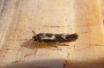 Scythris trivinctella