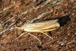 Fissicrambus profanellus