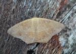 Prochoerodes lineola