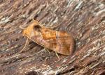 Enigmogramma basigera