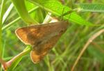 Helicoverpa zea