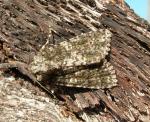 Acronicta afflicta