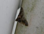 Pyralis farinalis